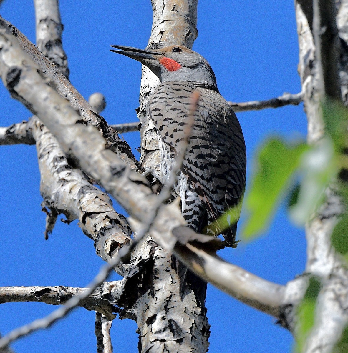 Northern Flicker (Red-shafted) - ML619710099