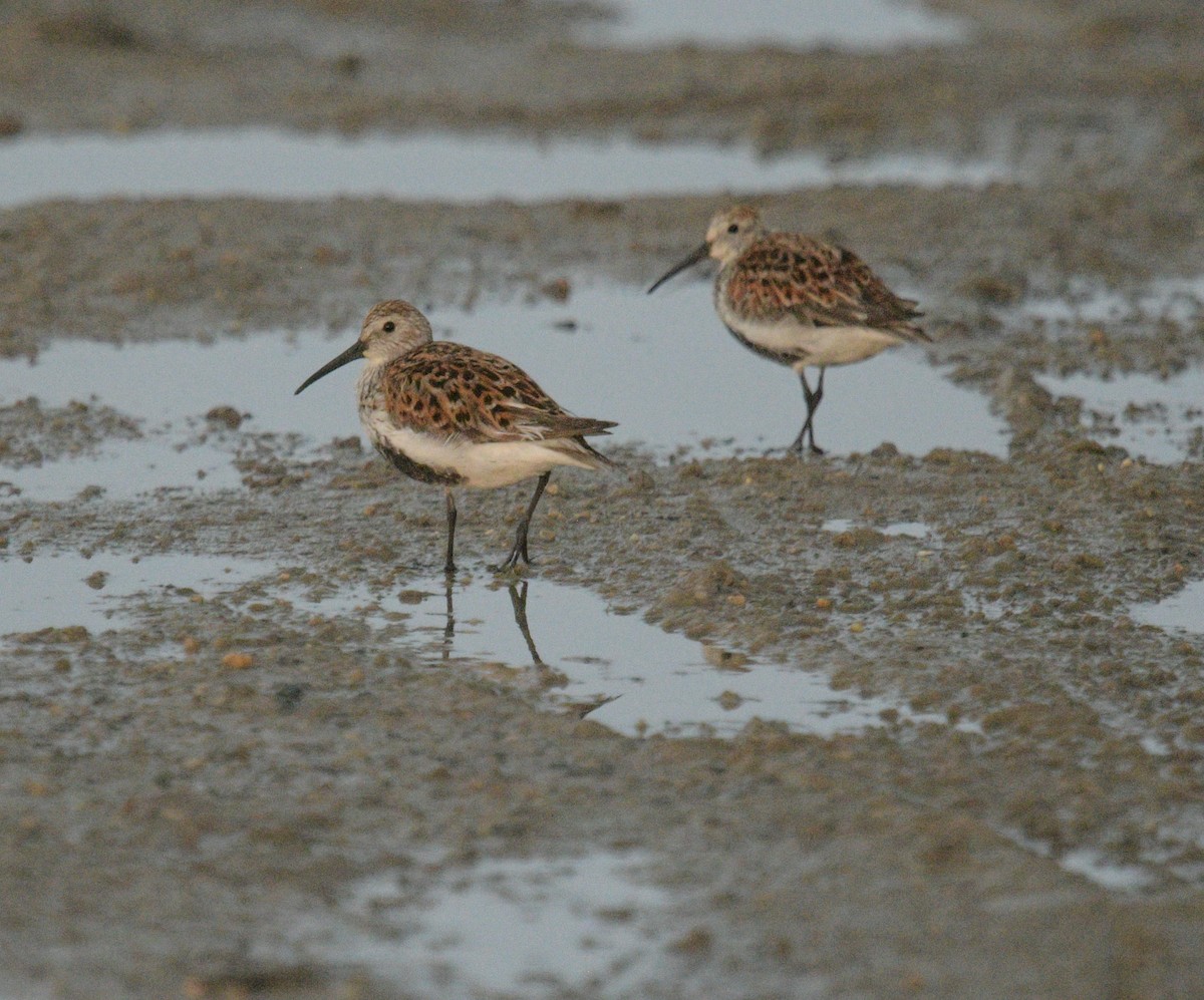 Dunlin - ML619710102