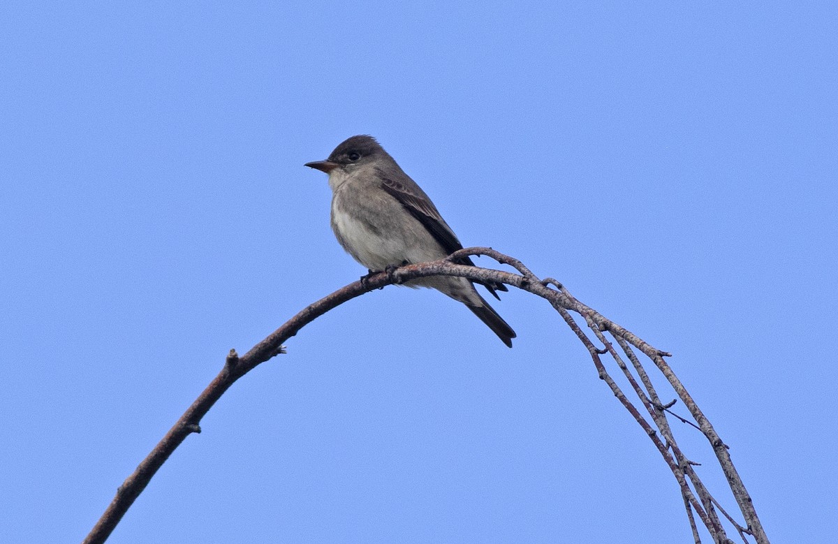 Olivflanken-Schnäppertyrann - ML619710106