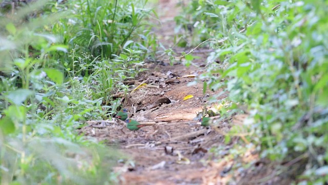 Red-eared Parrotfinch - ML619710107