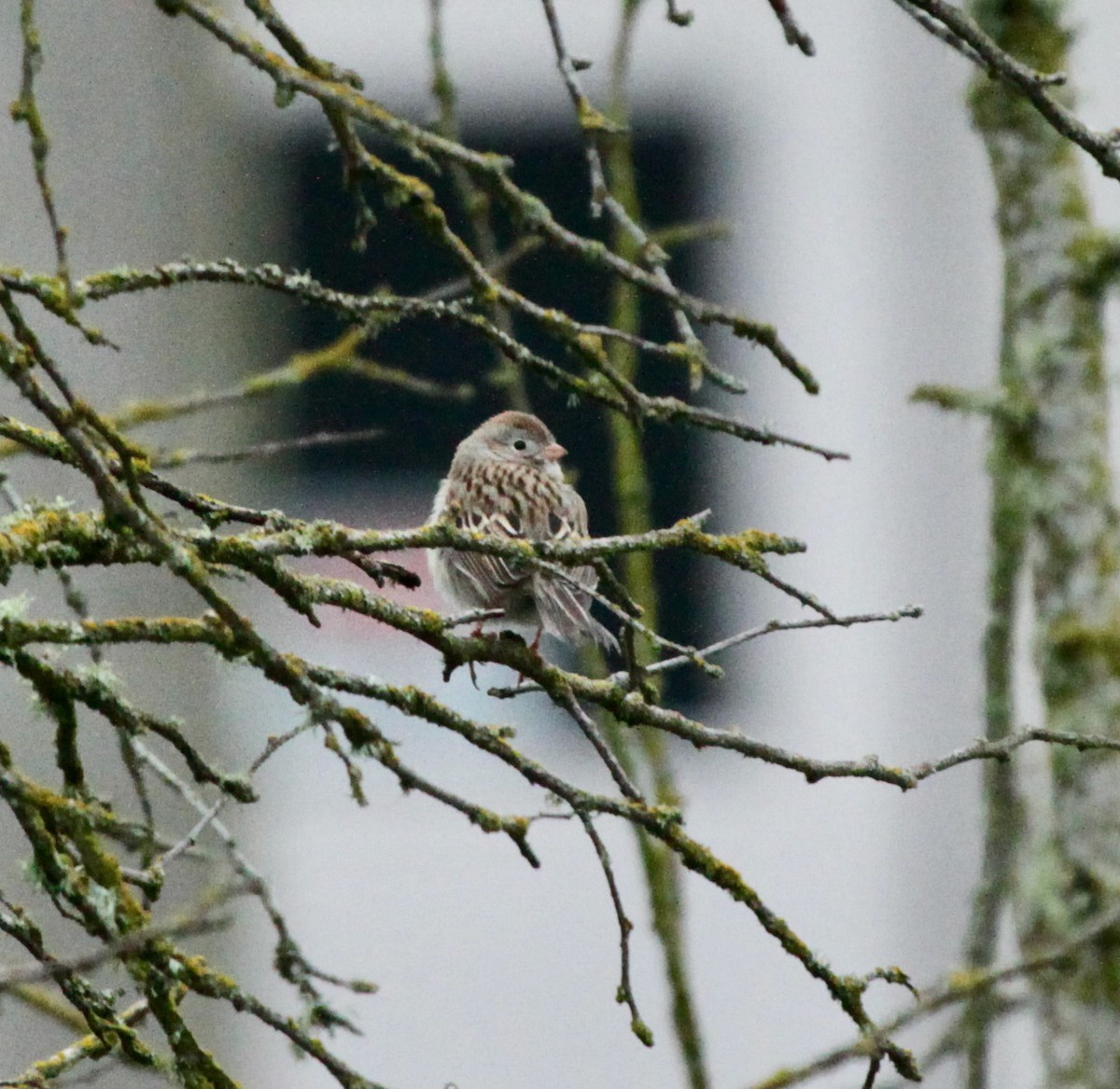 Field Sparrow - ML619710111