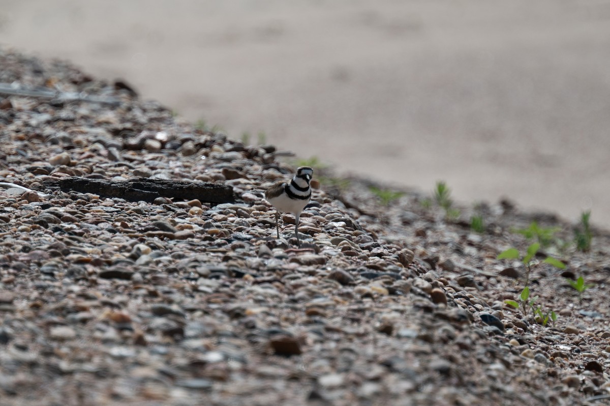 Killdeer - ML619710112