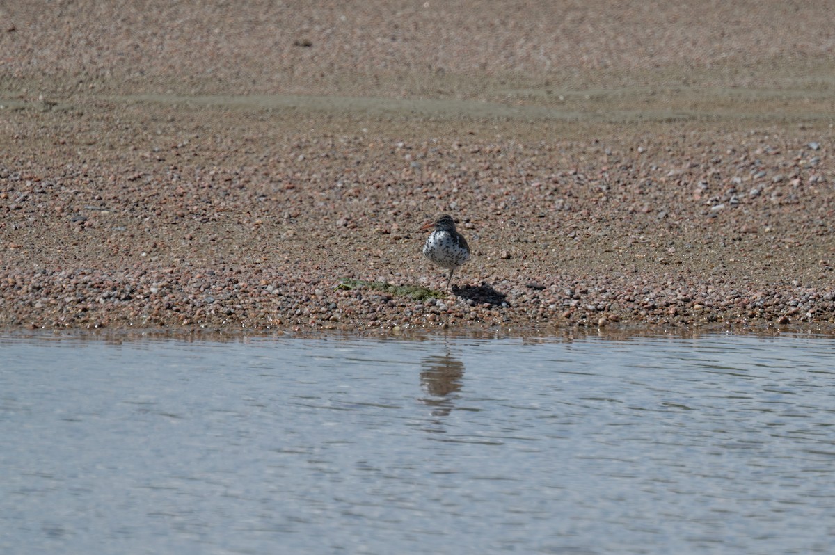 Spotted Sandpiper - ML619710114