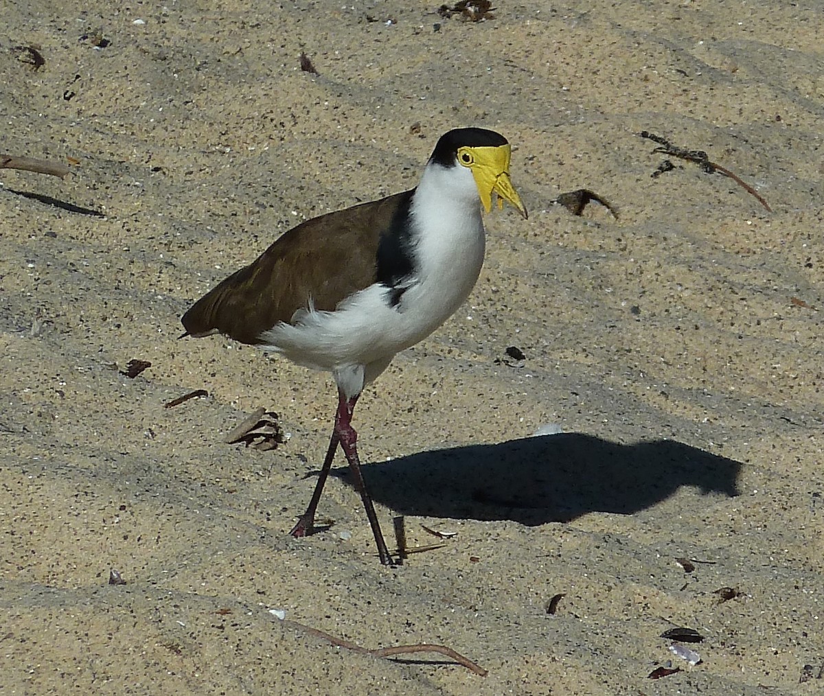 Masked Lapwing - ML619710117