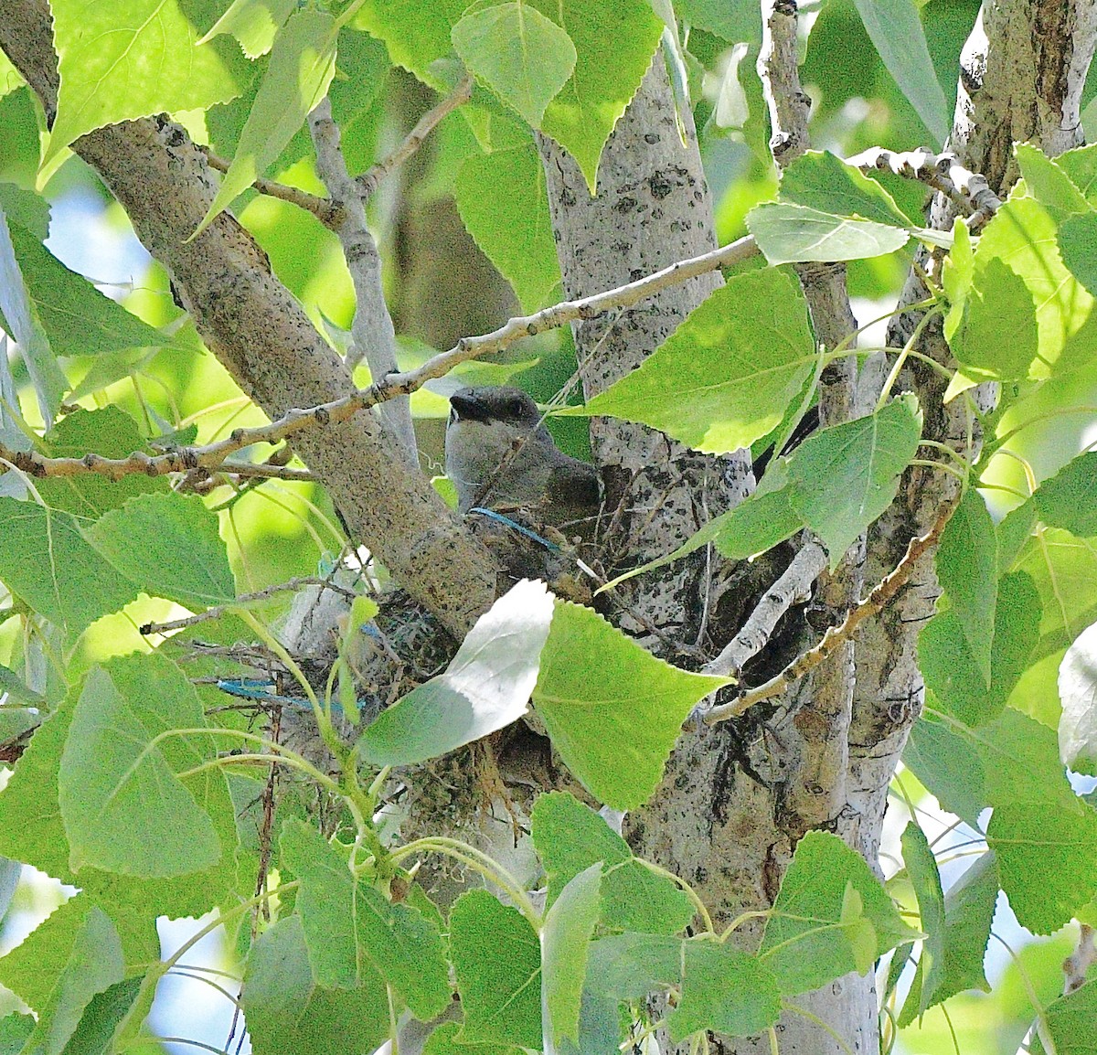 Western Kingbird - ML619710119