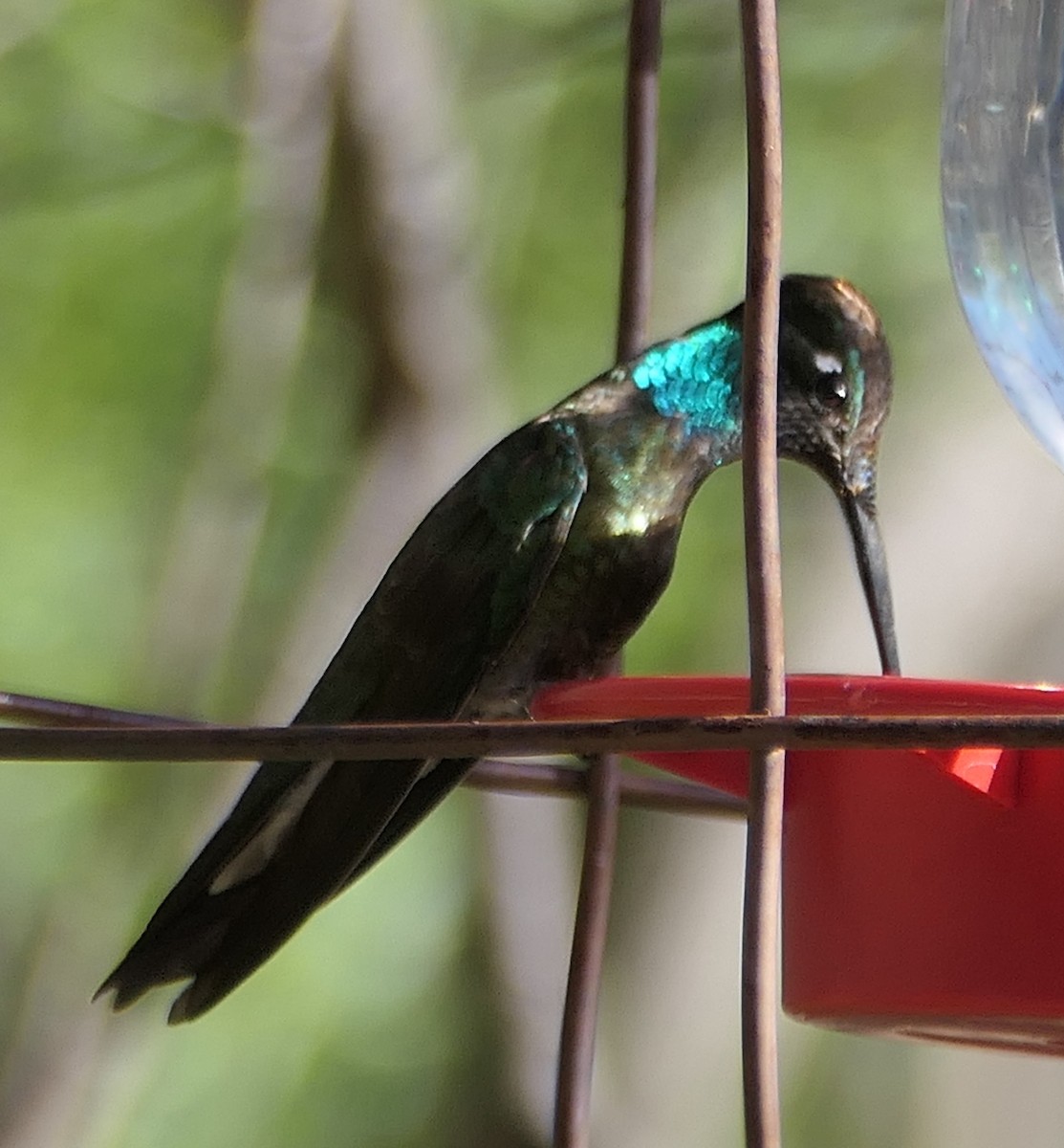 kolibřík skvostný - ML619710138