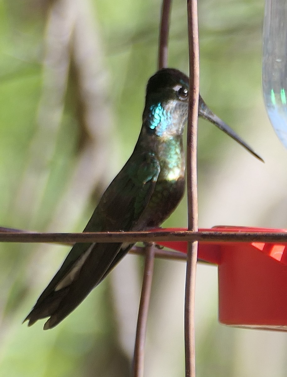 kolibřík skvostný - ML619710139
