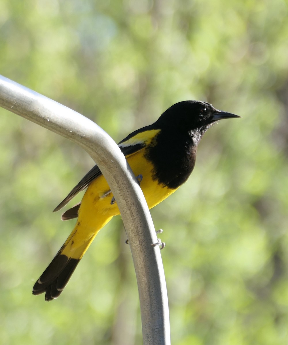 Scott's Oriole - ML619710144