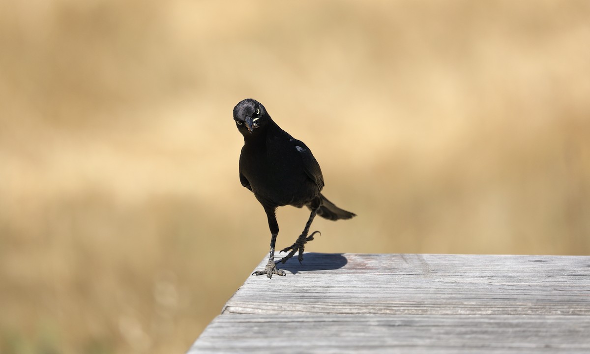 Brewer's Blackbird - ML619710151