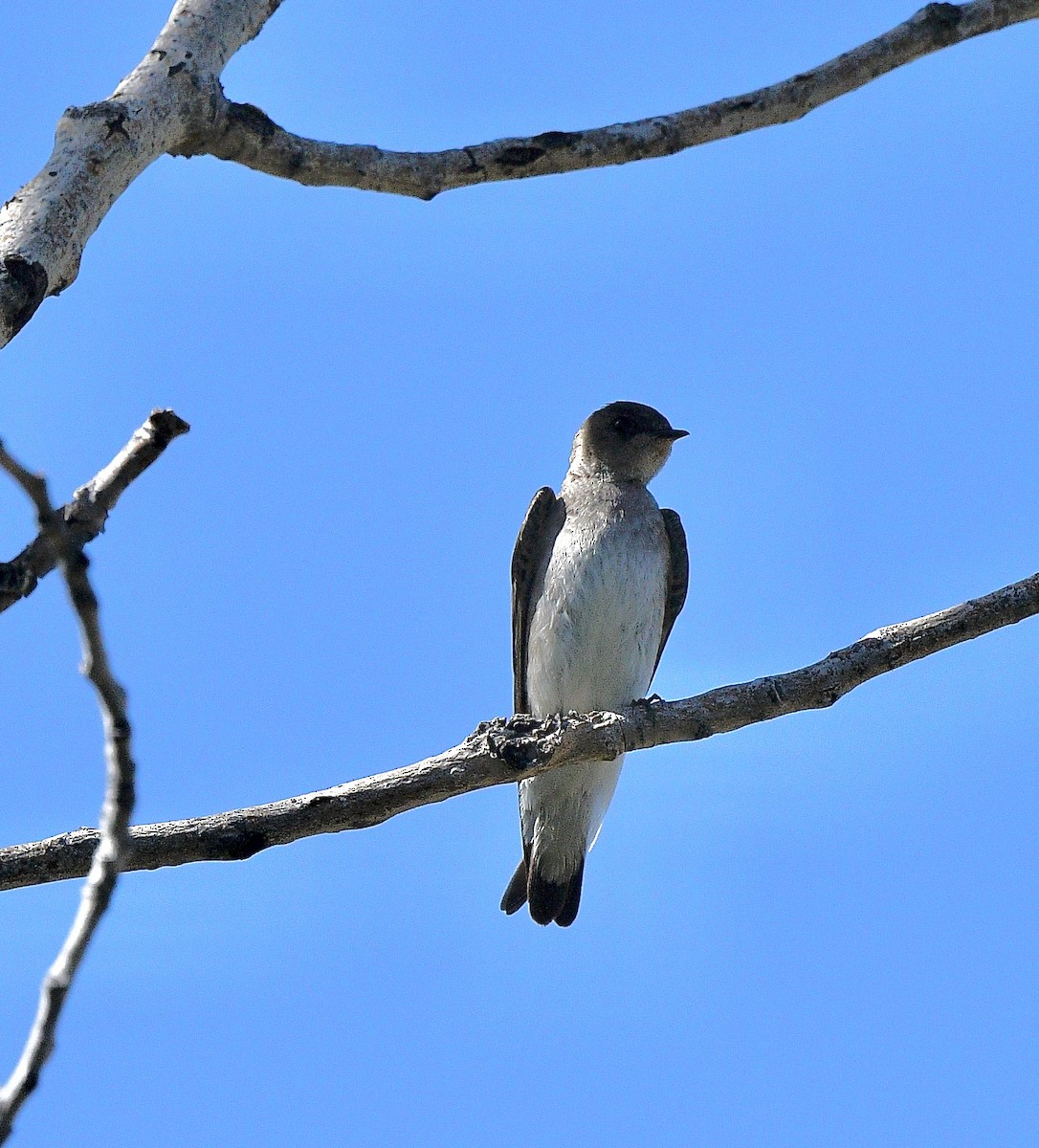 Northern Rough-winged Swallow - ML619710161