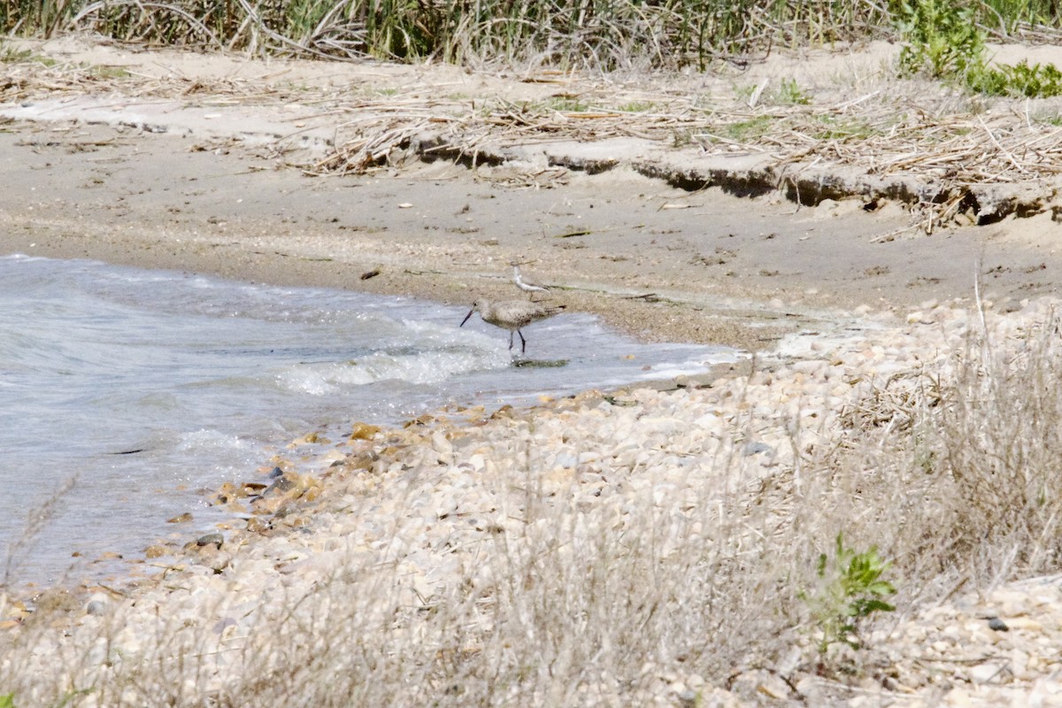 Willet - ML619710169