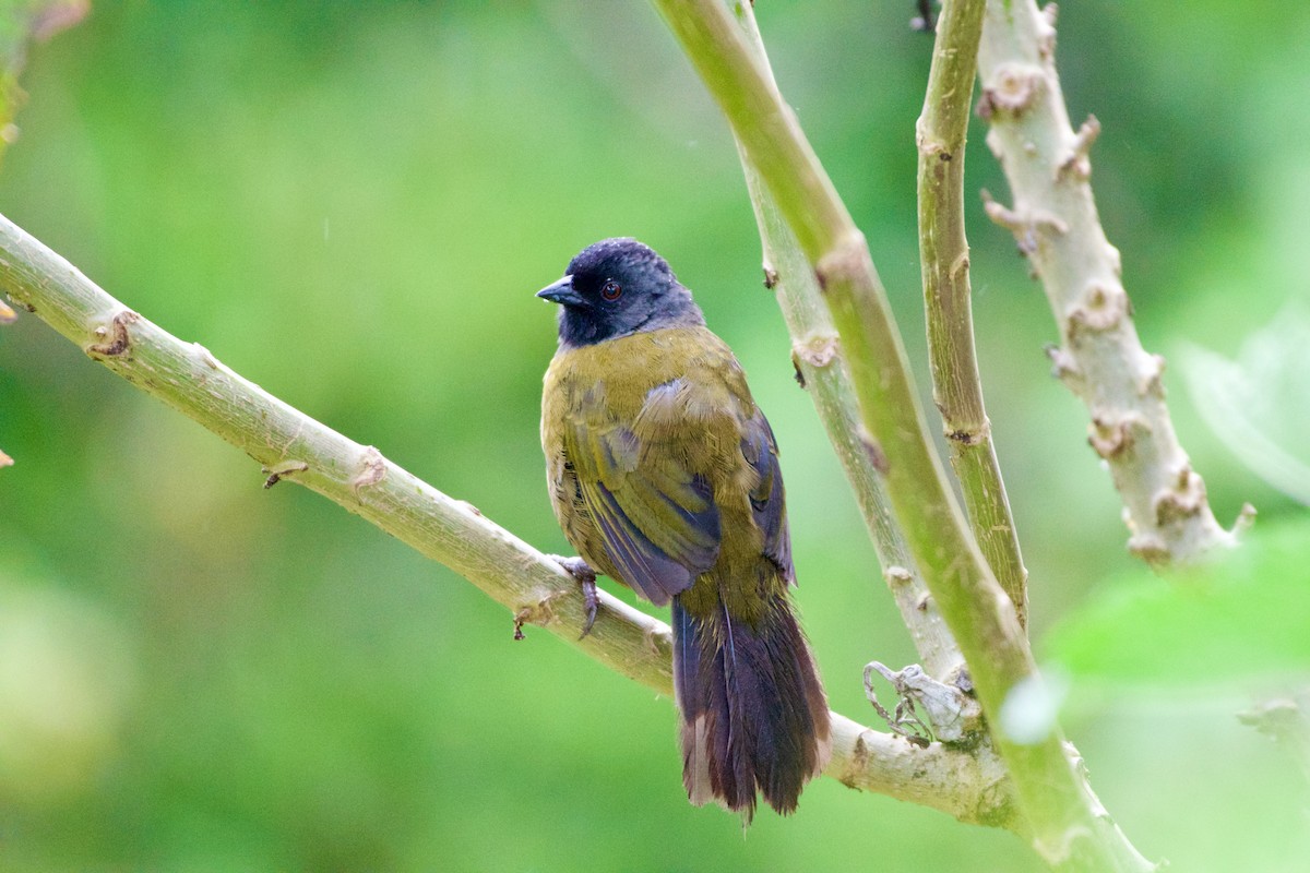 Large-footed Finch - ML619710171