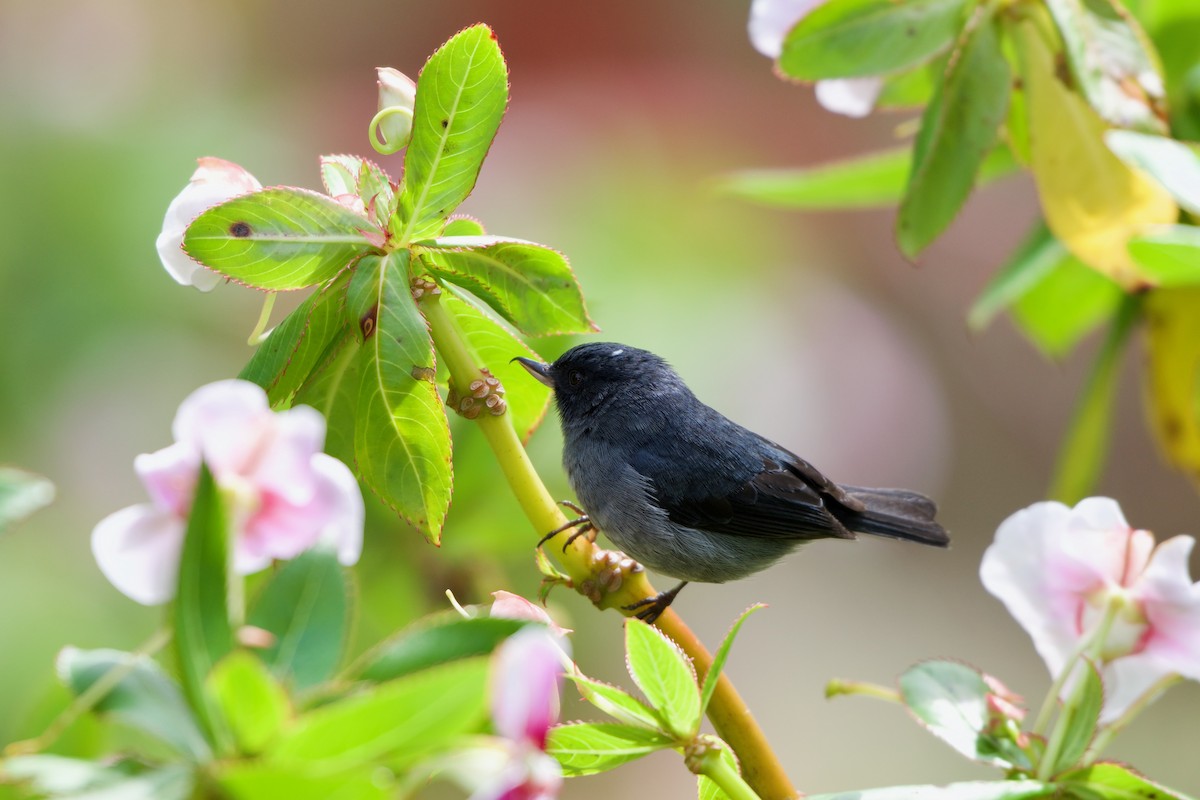 Slaty Flowerpiercer - ML619710177