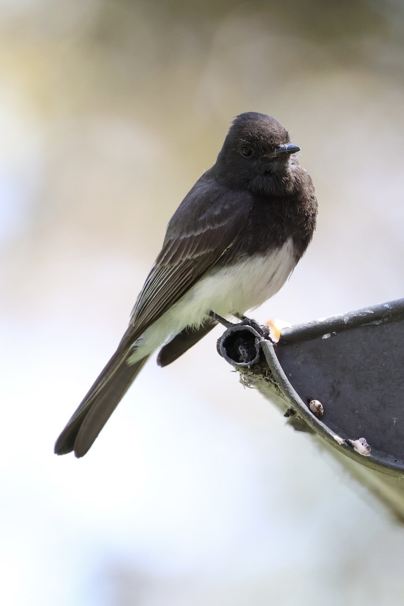 Black Phoebe - ML619710216