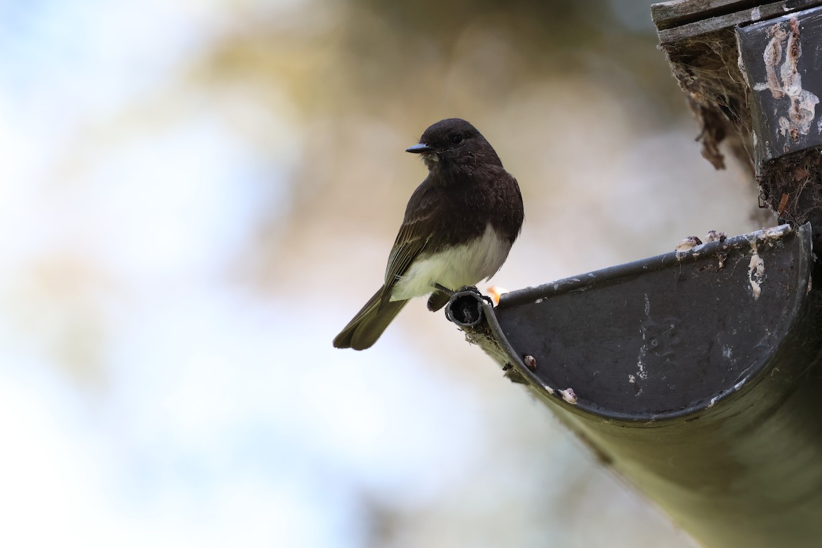 Black Phoebe - ML619710217