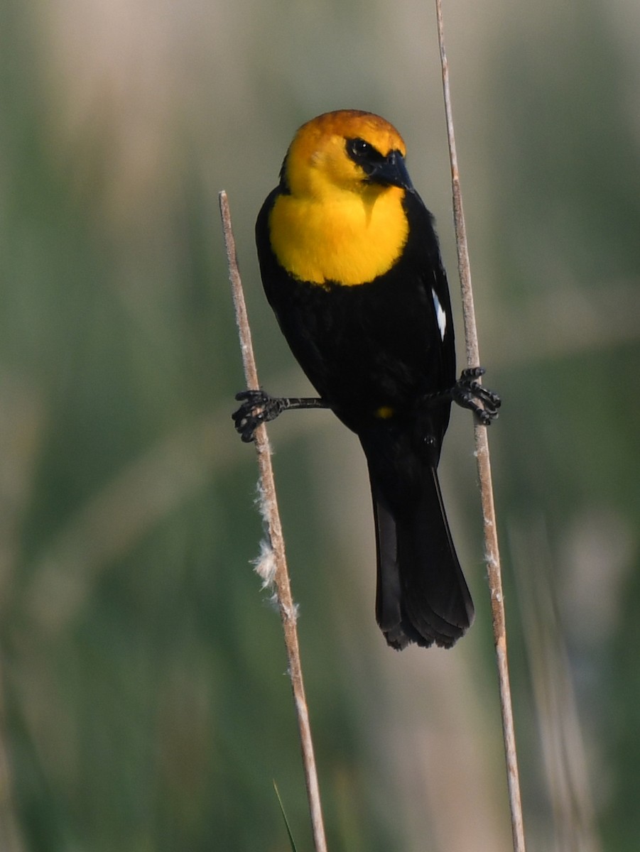 Yellow-headed Blackbird - ML619710225