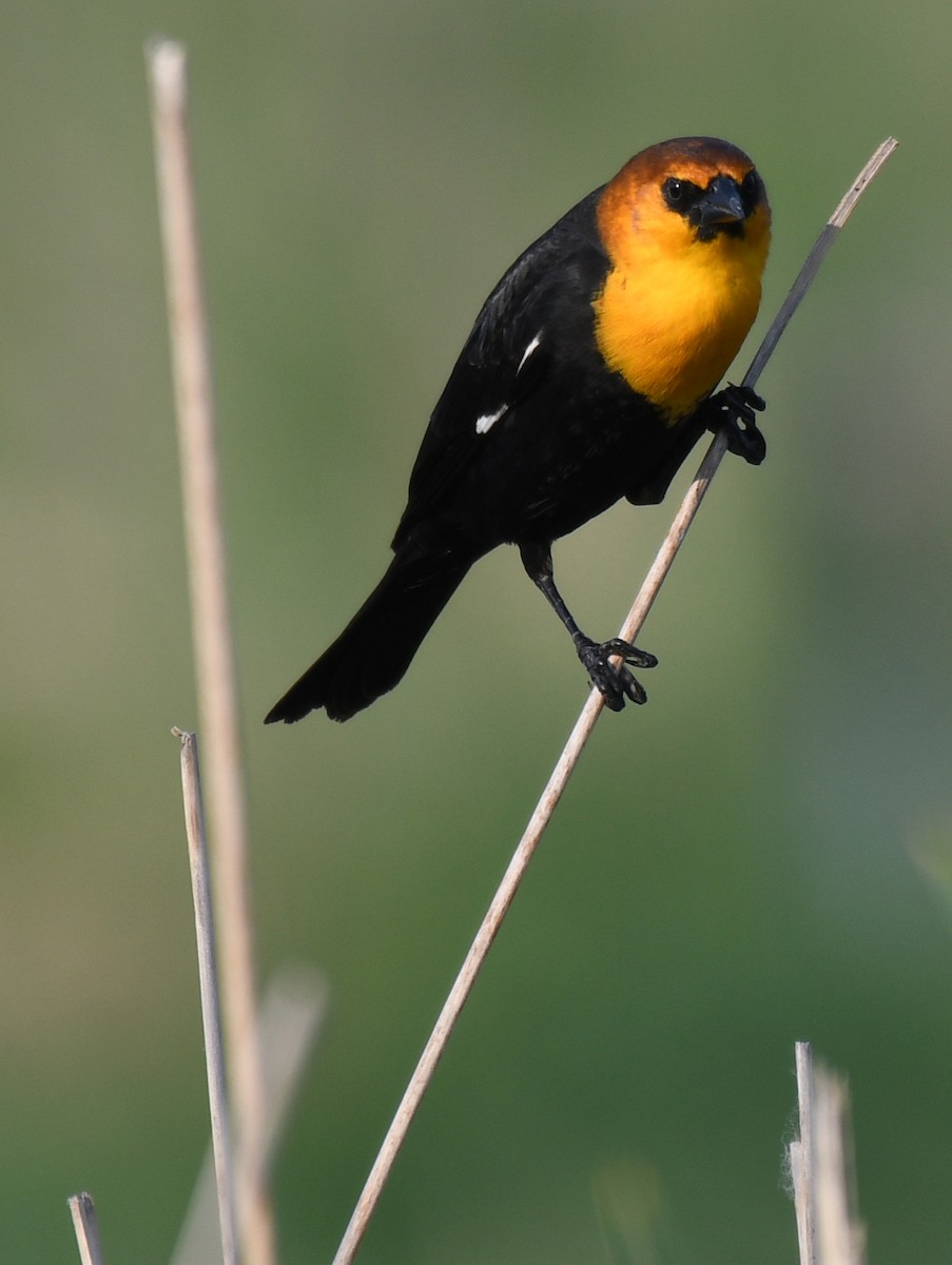 Yellow-headed Blackbird - Carl Ebeling