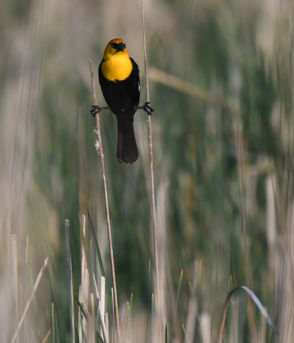 Yellow-headed Blackbird - ML619710229