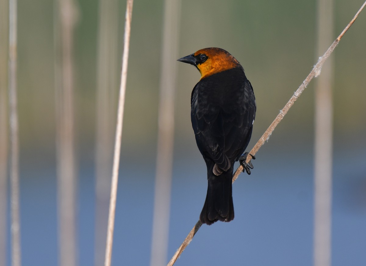 Yellow-headed Blackbird - ML619710230