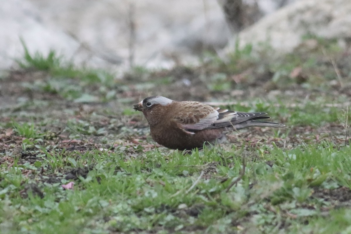 Gray-crowned Rosy-Finch - Katharine Spencer