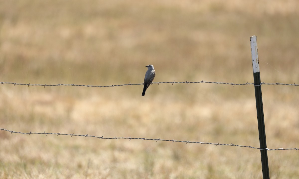 Western Kingbird - ML619710249