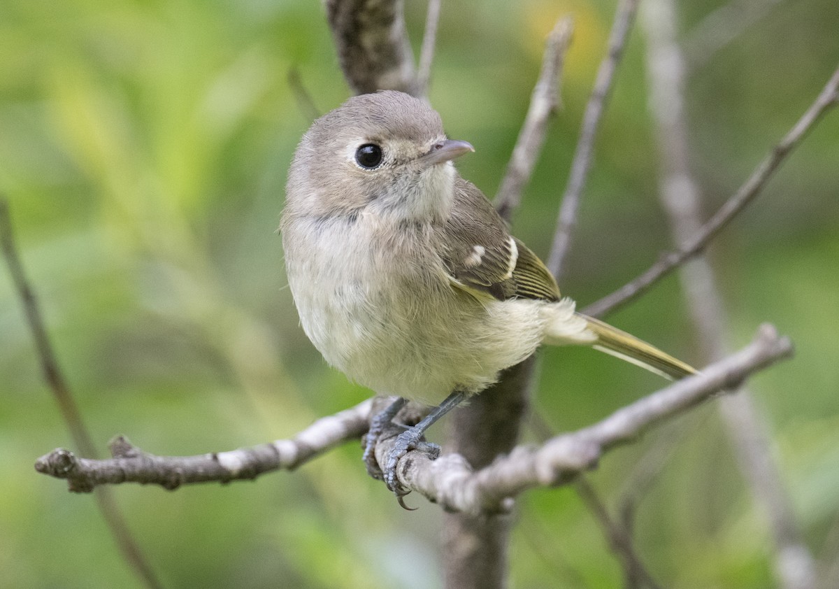 Hutton's Vireo - ML619710286