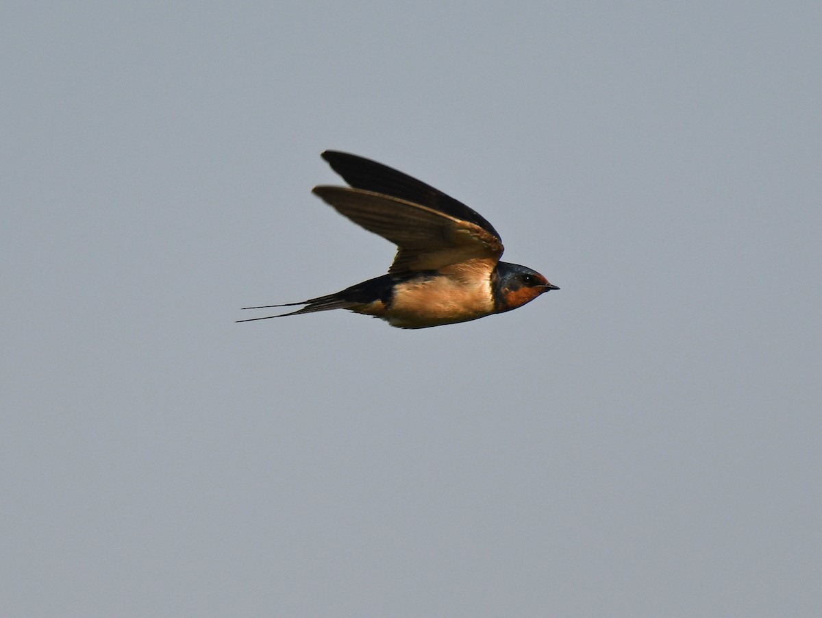 Barn Swallow - ML619710290