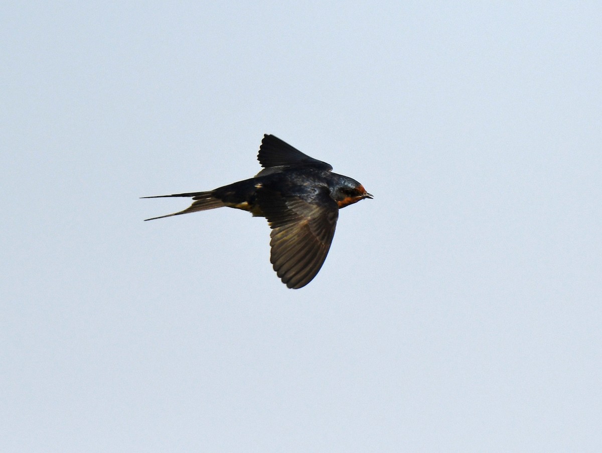 Barn Swallow - ML619710291