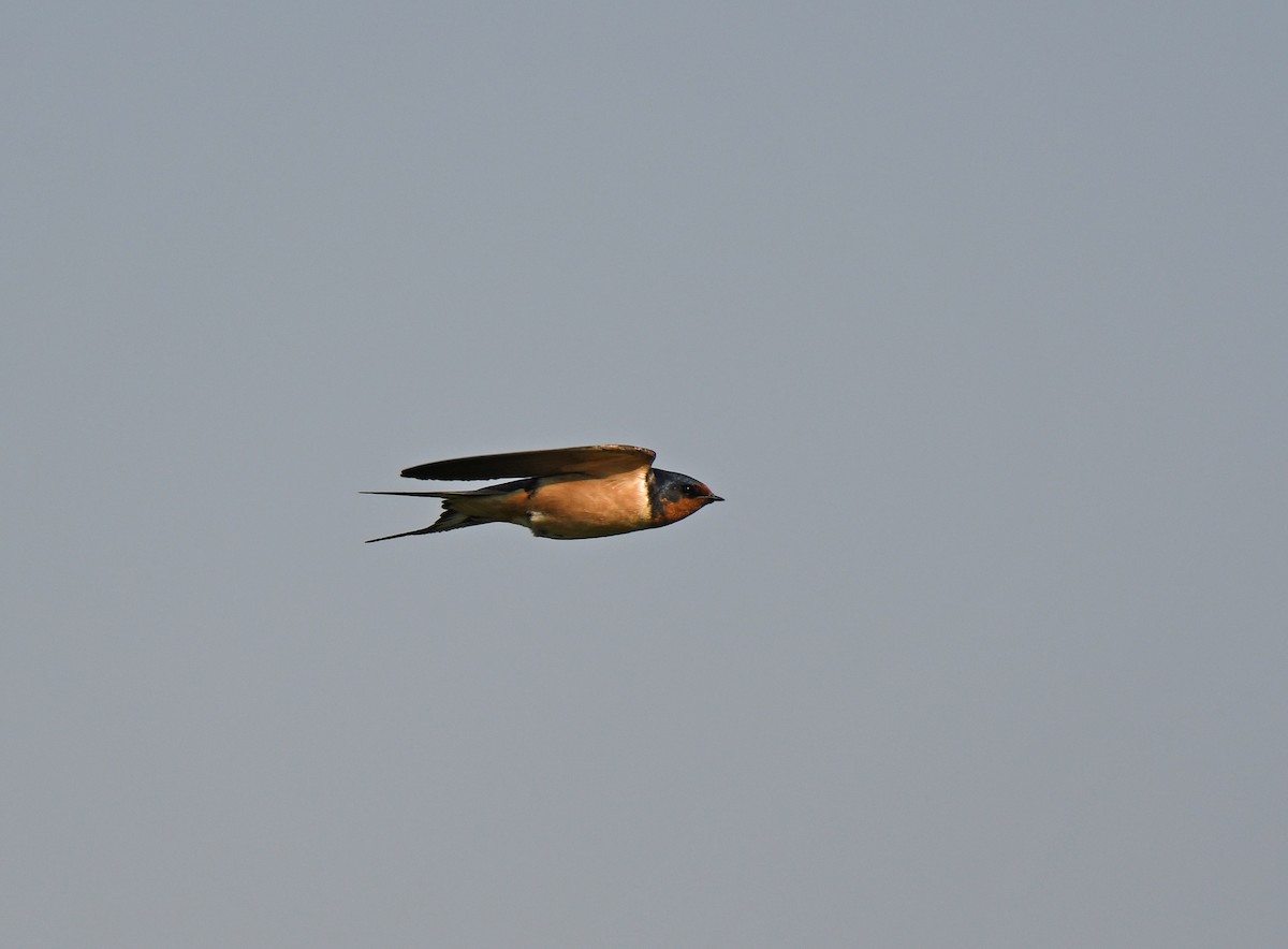 Barn Swallow - ML619710292