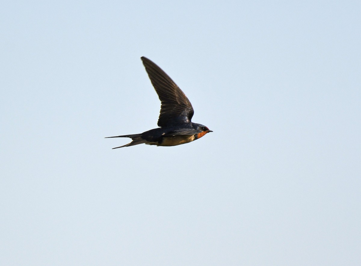 Barn Swallow - ML619710293
