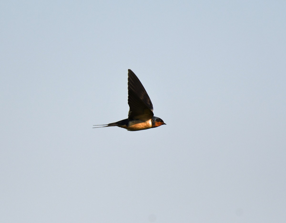 Barn Swallow - ML619710294