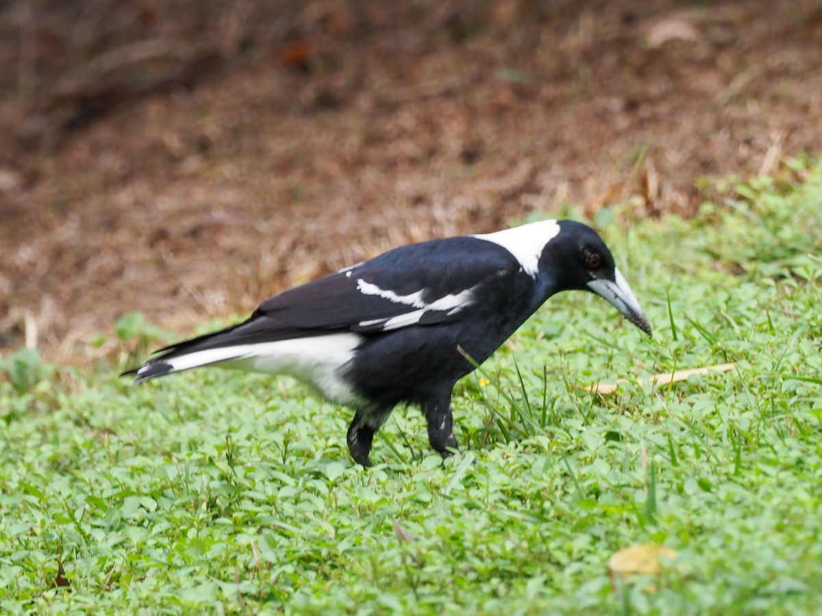 Australian Magpie - ML619710314