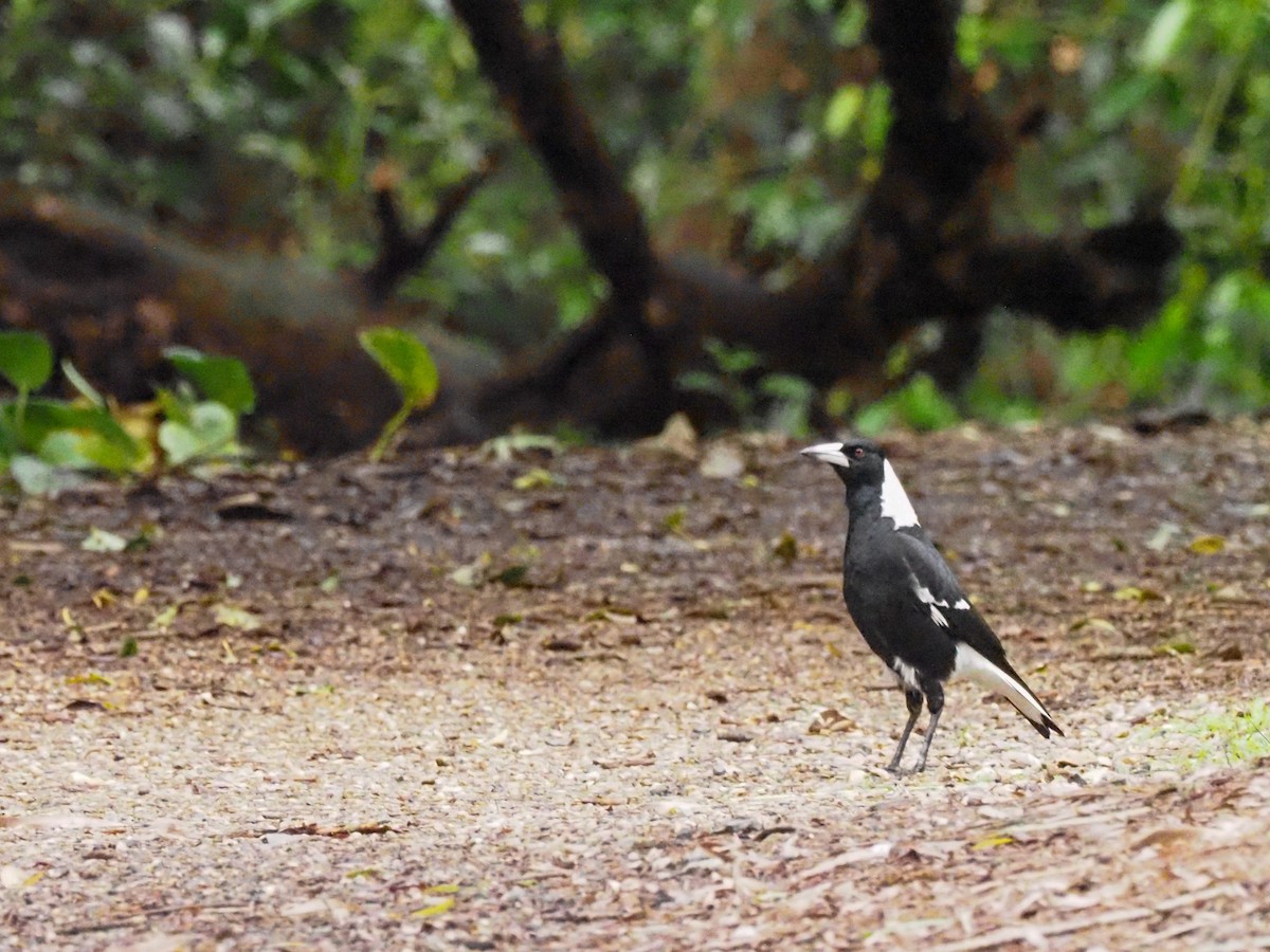 Australian Magpie - ML619710315