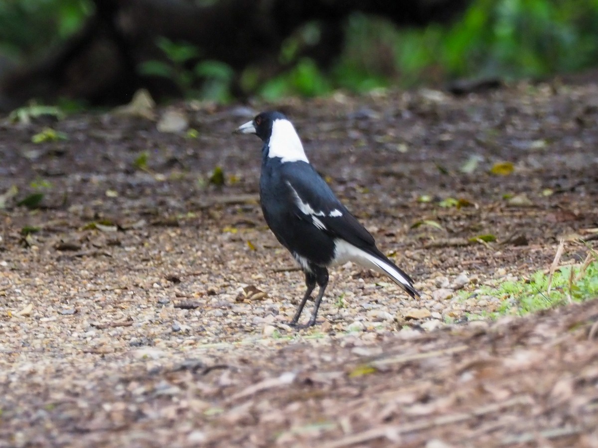 Australian Magpie - ML619710316