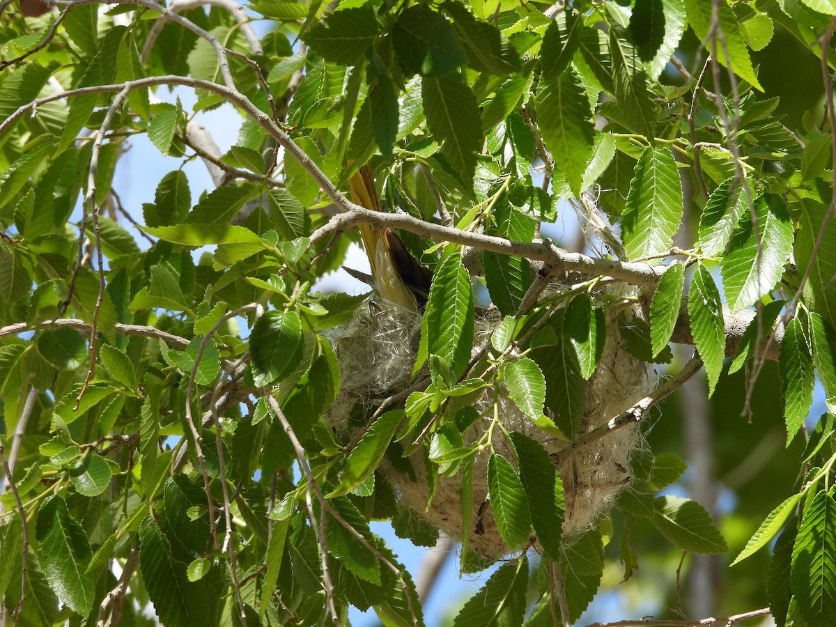 Bullock's Oriole - ML619710332