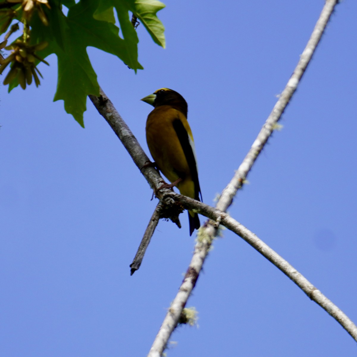 Evening Grosbeak - ML619710336