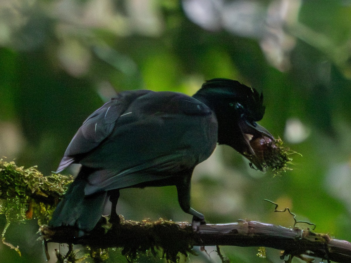 Эквадорская зонтичная птица - ML619710349