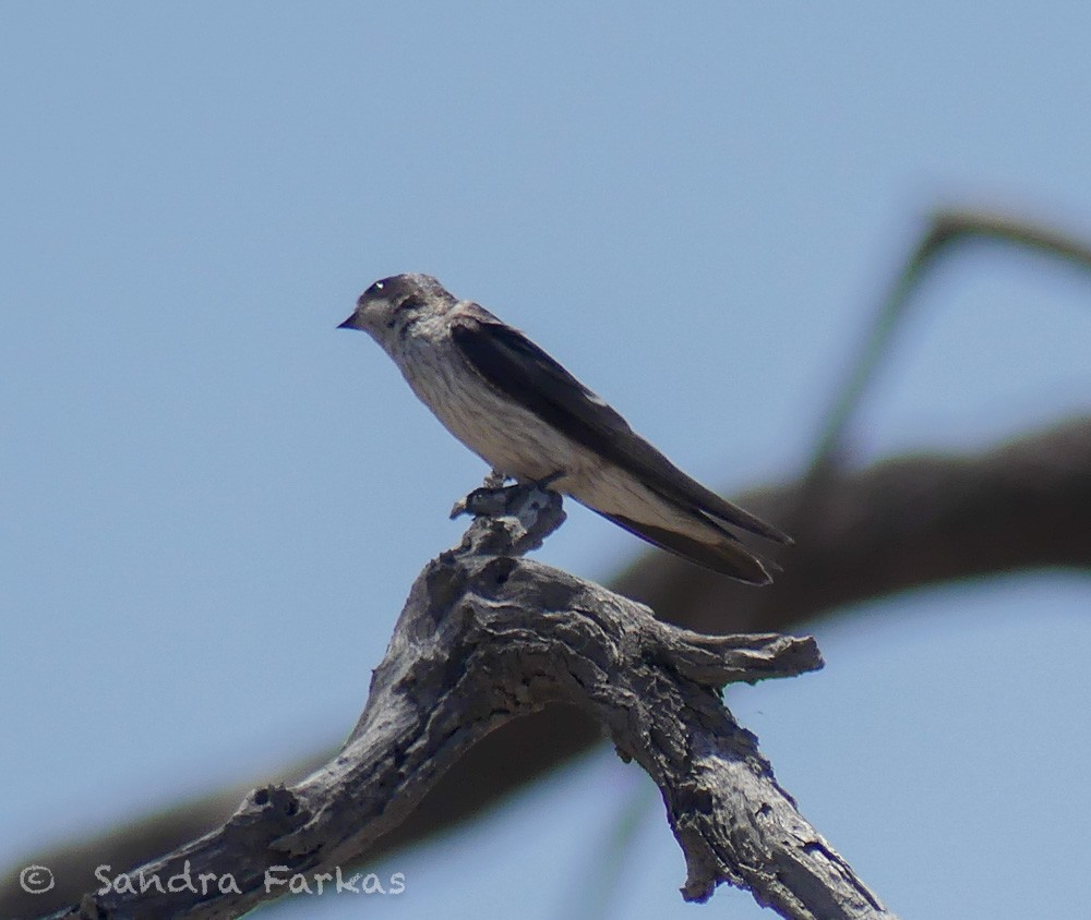 Tumbes Swallow - ML619710363