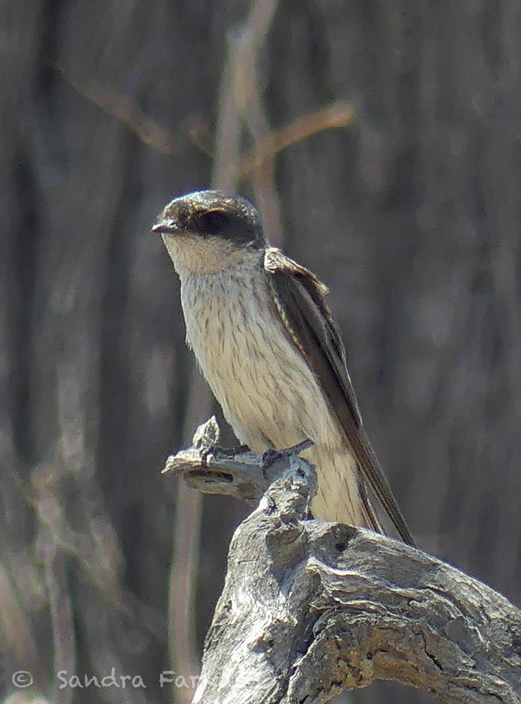 Tumbes Swallow - ML619710364