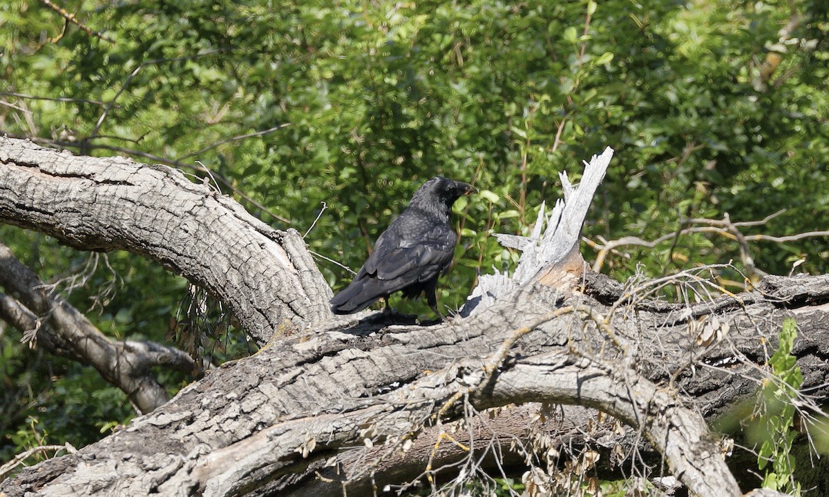 Common Raven - ML619710382