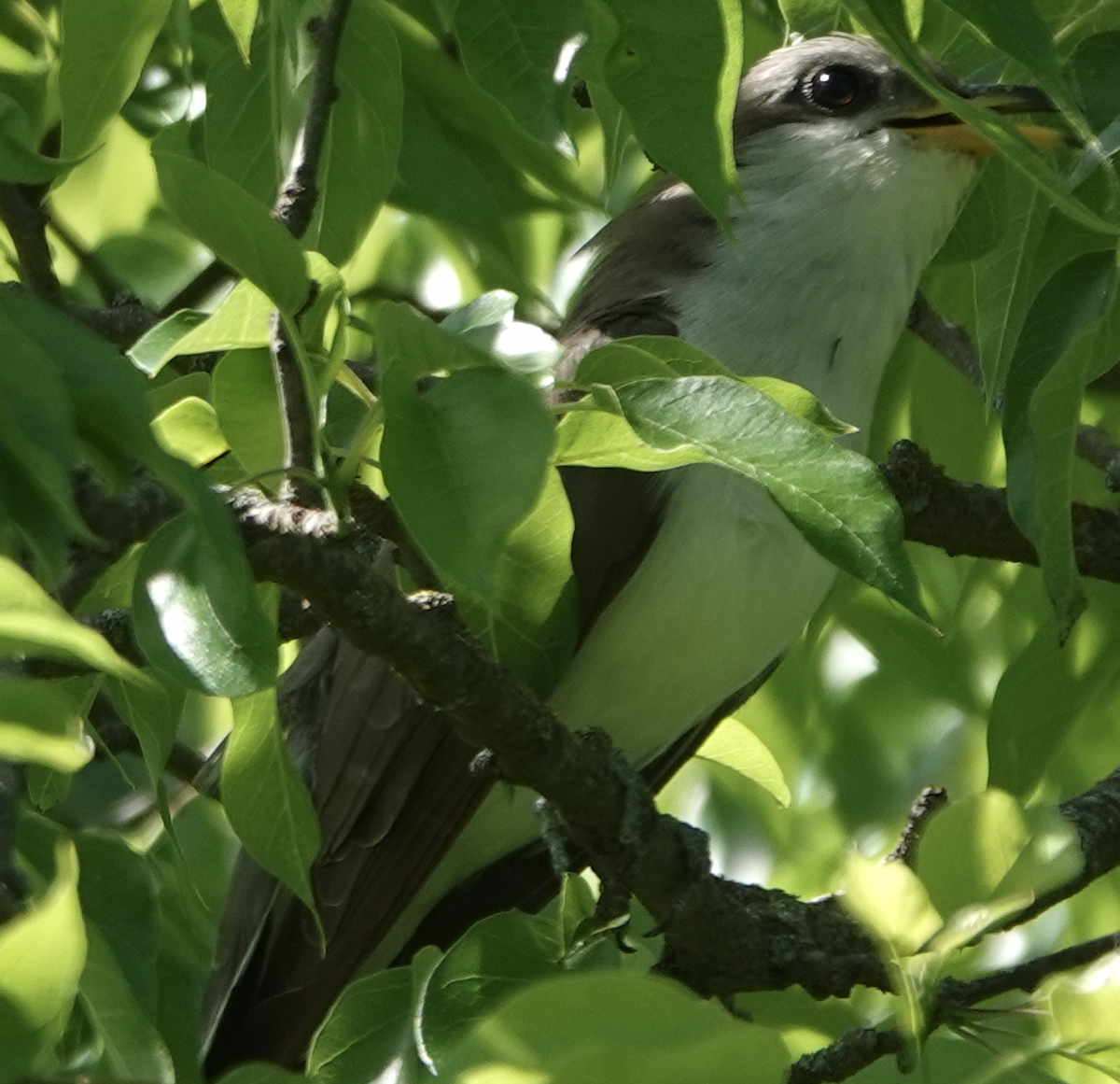 Yellow-billed Cuckoo - ML619710394