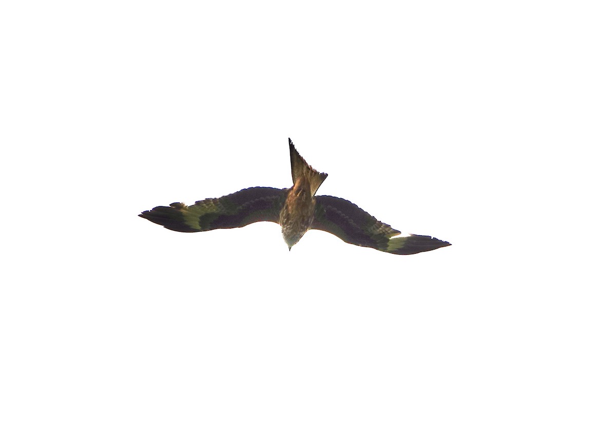 Red Kite - ML619710412