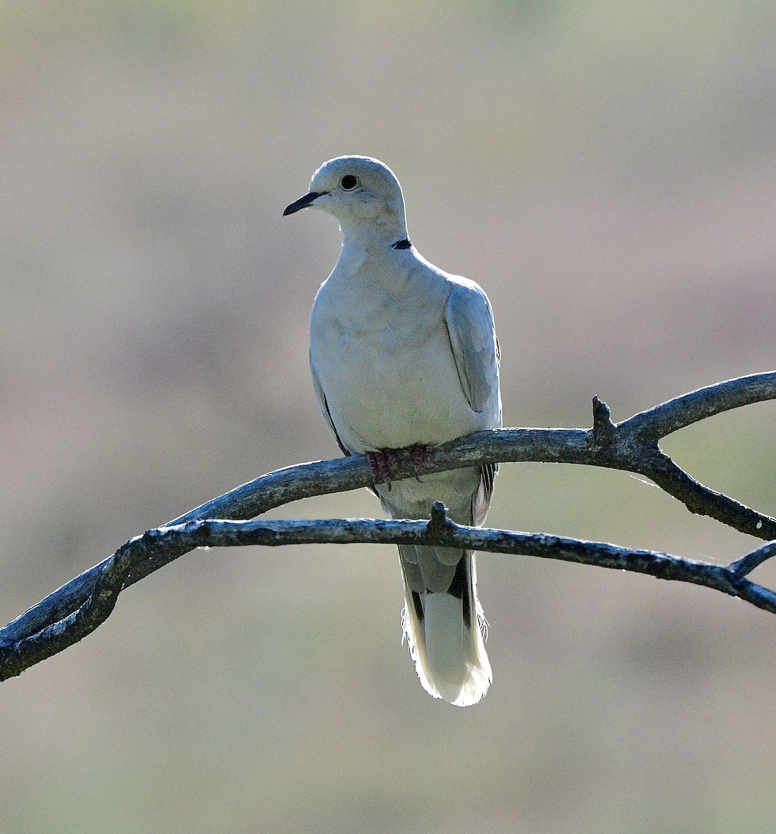 Eurasian Collared-Dove - ML619710417