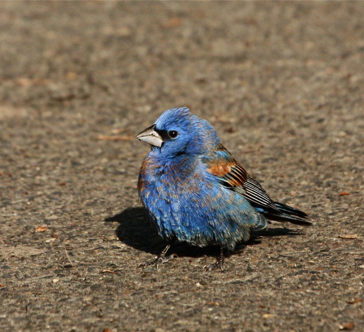 Blue Grosbeak - ML619710432