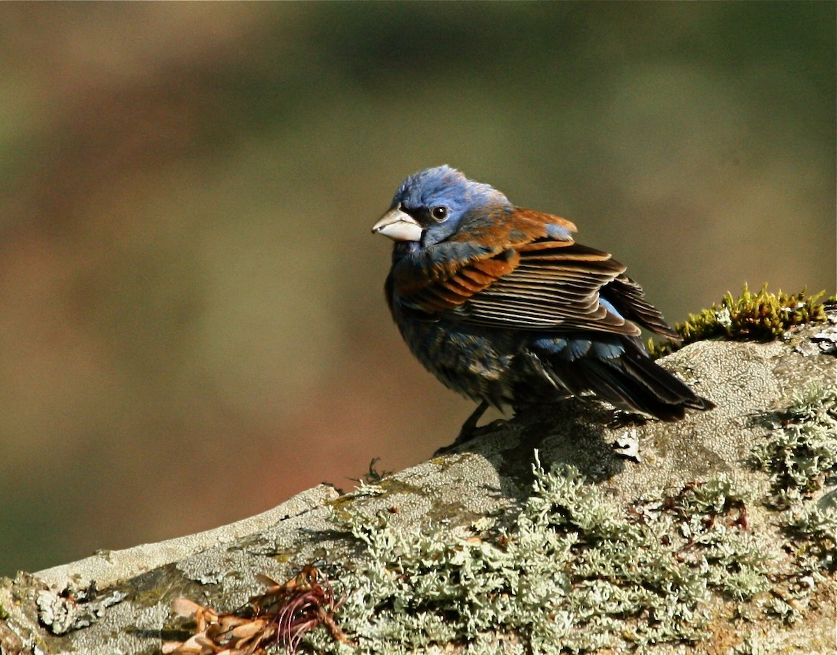 Blue Grosbeak - ML619710436