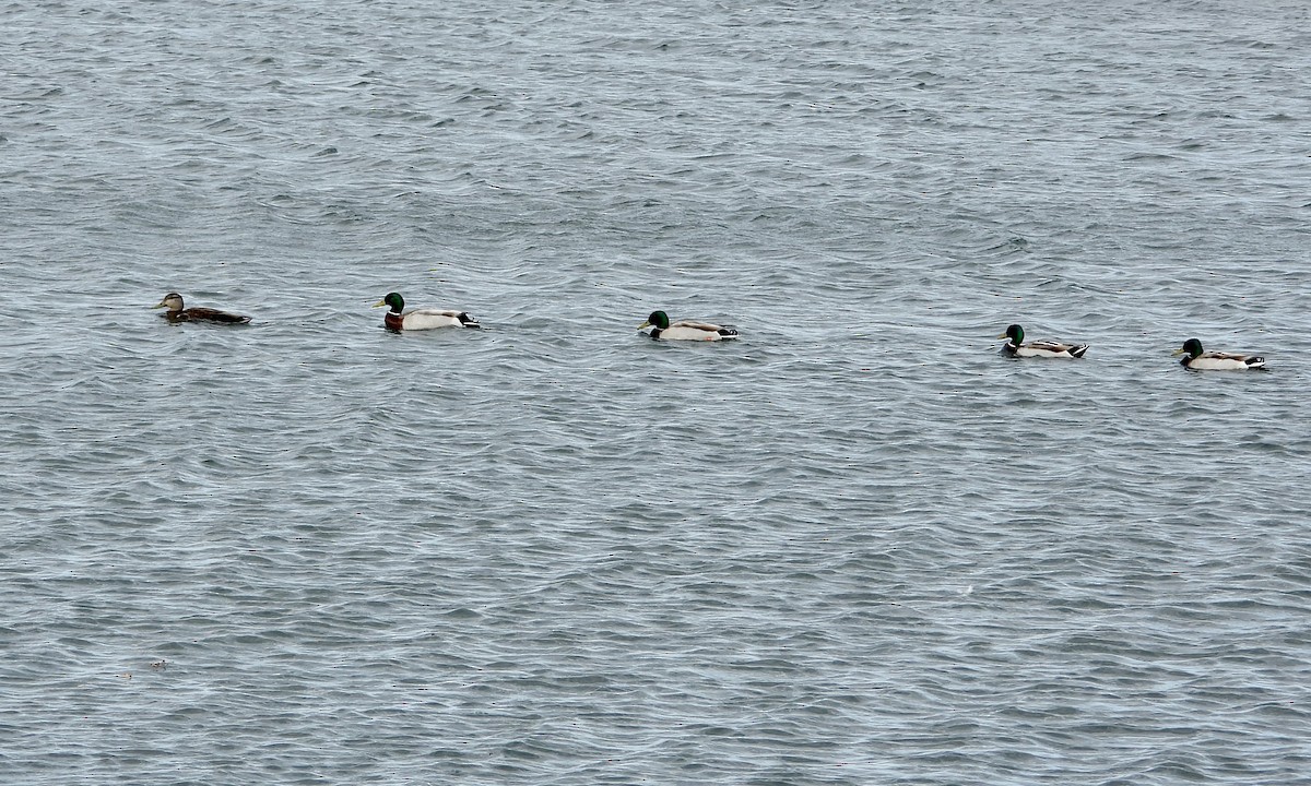 American Black Duck - ML619710440