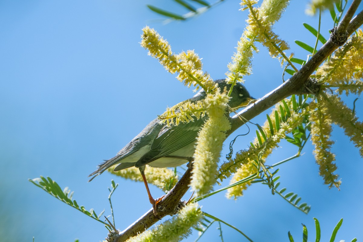 Northern Parula - ML619710456