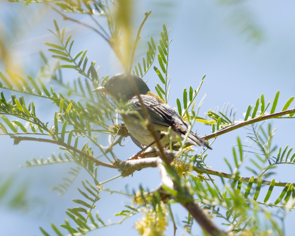 Northern Parula - ML619710457