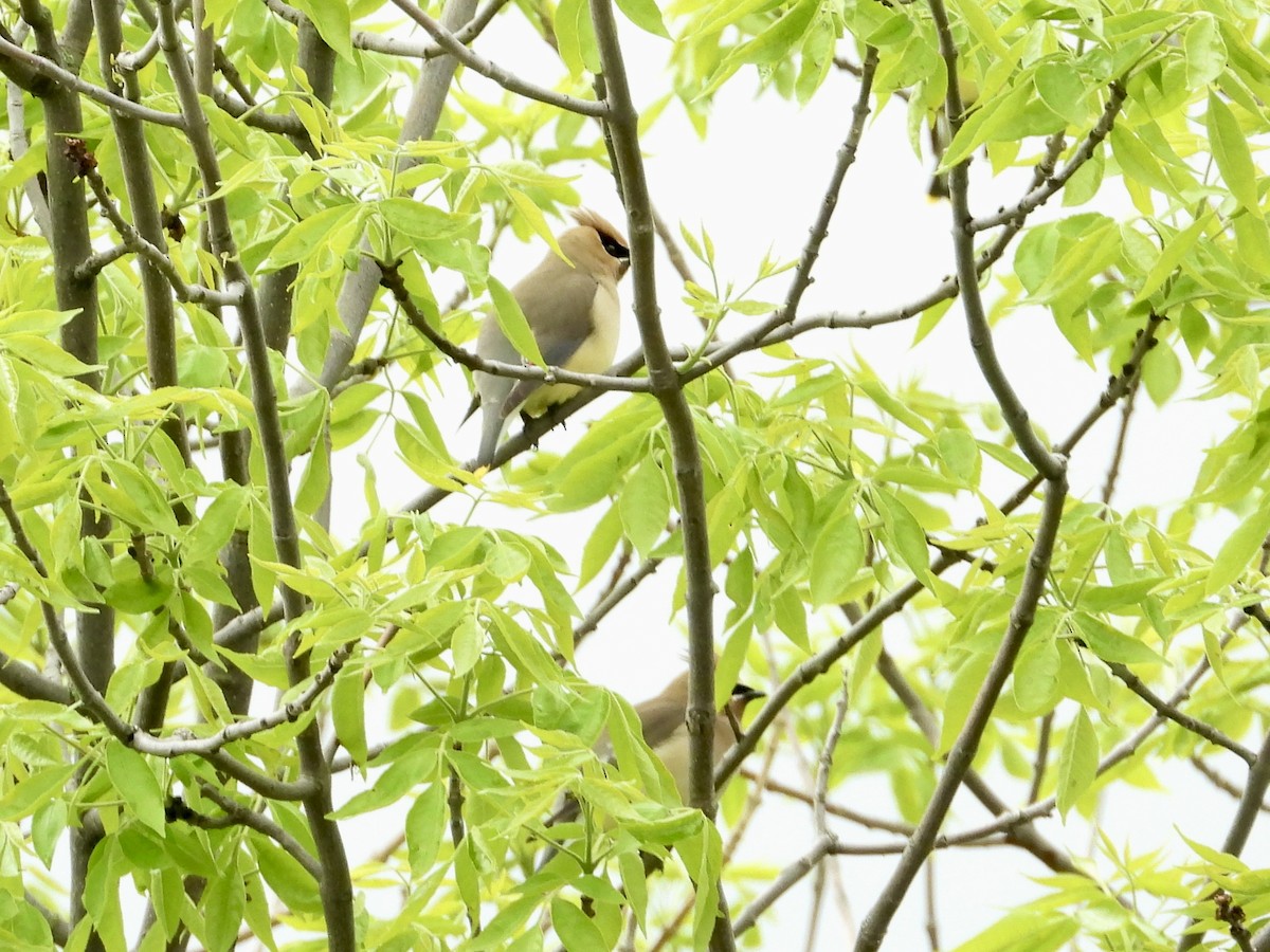 Cedar Waxwing - ML619710464