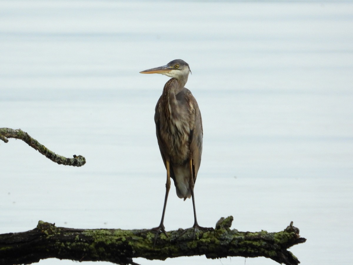 Great Blue Heron - ML619710470